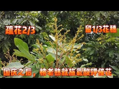 龍眼催花方法